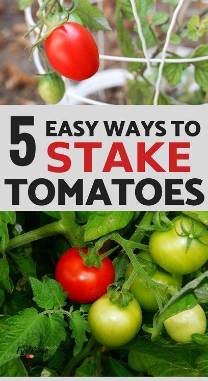 The 5 Best Ways to Stake Your Tomatoes .